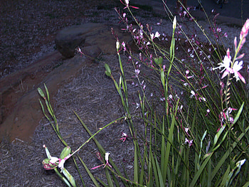 Wild Flowers, pink, plants, green, flowers, rocks HD wallpaper