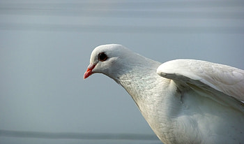 Animals, Feather, Shine, Light, Bird, Dove HD wallpaper