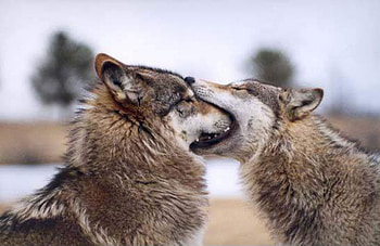 I am Hungry, two, eat, wolf, hungry HD wallpaper