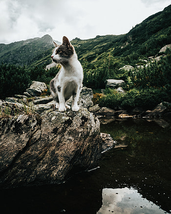 Animals, Sky, Mountains, Rocks, Kitty, Kitten, Pet HD phone wallpaper