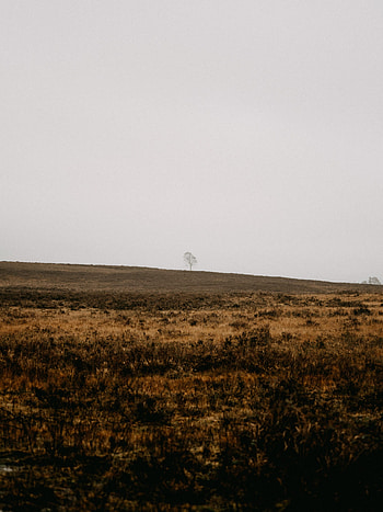 Nature, Wood, Tree, Field, Alone, Lonely HD phone wallpaper