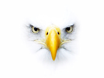 EAGLE FACE, face, bird, 3d, eagle HD wallpaper