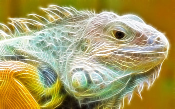 Animals, Art HD wallpaper