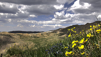 Yellow Flowers, Colorado, hills, usa, blossoms, clouds, landscape, sky HD wallpaper