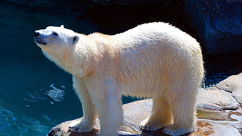 Cute polar bear, , Zoo bear, Adorable Arctic animal HD wallpaper
