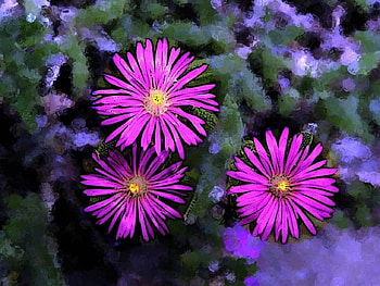 Pretty in Pink, garden, pink flowers, art HD wallpaper