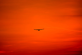 Sky, Bright, Bird, Minimalism, Predator, Flight, Wings, Hawk, Buzzard HD wallpaper
