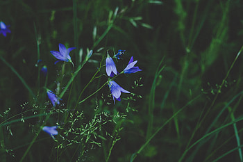 Flowers, Grass, Macro, Close-Up, Field HD wallpaper