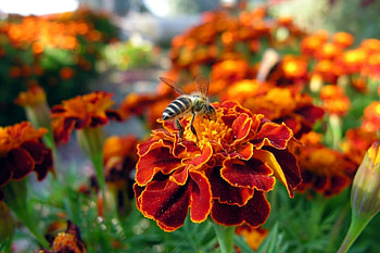 Flower, Macro, Insect, Bee, Polyana, Glade, Pollination HD wallpaper