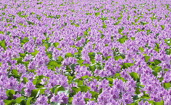 Flowers, Leaves, Lilac, Purple, Lot HD wallpaper