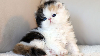 Black White Fur Female Persian Cat Kitten Is Sitting On White Cloth Cat HD wallpaper