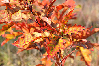 Nature, Autumn, Branches, Foliage HD wallpaper