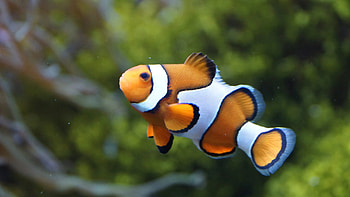 Clownfish, Food, Eat, Justagric HD wallpaper