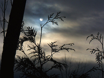 Nature, Night, Clouds, Moon, Wood, Tree, Branch, Outlines HD wallpaper