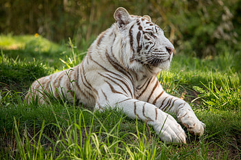 White Tiger , white-tiger, tiger, animals HD wallpaper