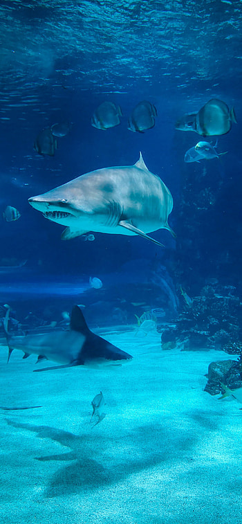 Shark, 11 Pro Max X 8 7 6 HD phone wallpaper