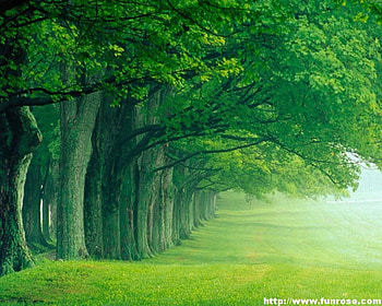 allgreen, trees, and green HD wallpaper