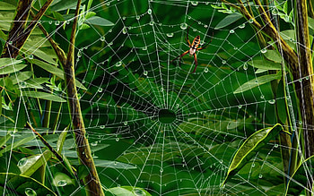 Insects, Spiders HD wallpaper