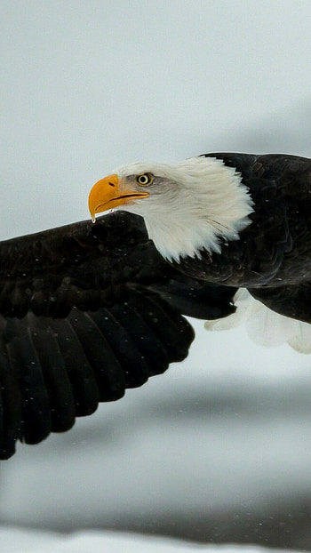 Artistic eagle , Mesmerizing , Captivating beauty, Striking visuals HD phone wallpaper