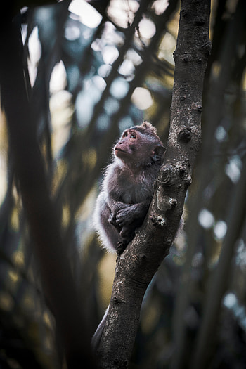 Animals, Young, Monkey, Nice, Sweetheart, Joey HD phone wallpaper