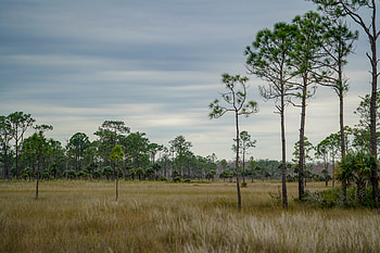 Nature, Trees, Grass, Sky, Savanna HD wallpaper