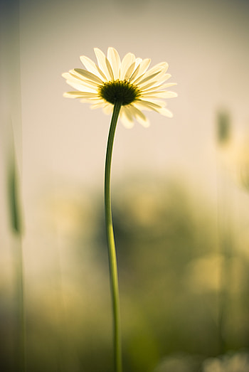 Flowers, Camomile, Petals, Chamomile, Stem, Stalk HD phone wallpaper