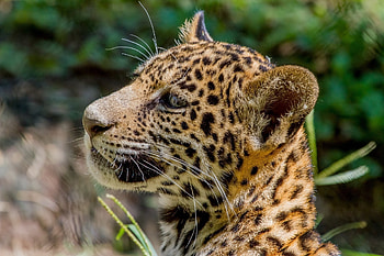 Animals, Jaguar, Young, Kitty, Kitten, Muzzle, Predator, Wild Cat, Wildcat, Joey, Profile HD wallpaper