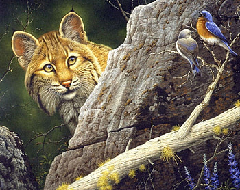 Bobcat Looking For Dinner, branch, birds, rock, bobcat HD wallpaper