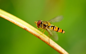 The Clean Up, hoverfly, bugs, graphy, nature, macro HD wallpaper