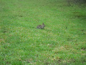 Rabbitt, Green, Bunny, Other HD wallpaper