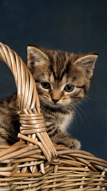 kitten, baby animal, Animal, cat HD phone wallpaper