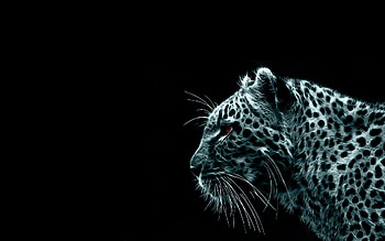 Animals, Tigers HD wallpaper