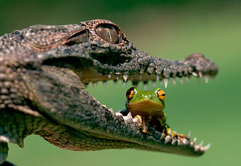 Caiman, Frog, Reptile, Animal HD wallpaper