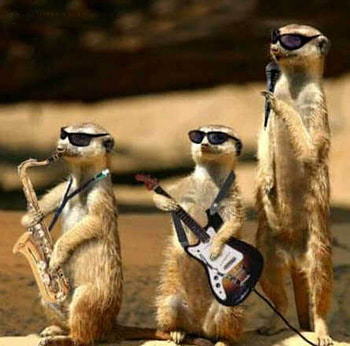 Meerkat Band, pop, meerkat, mongoose, band HD wallpaper