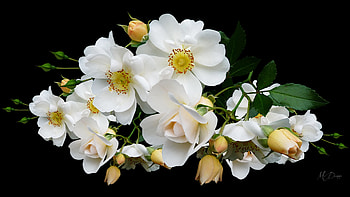 Dogwood?, summer, blossoms, floral, flowers, spring, Firefox Persona theme HD wallpaper