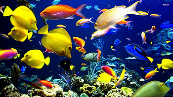Saltwater Fish HD wallpaper