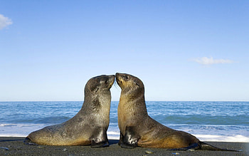 Antarctic fur seal, , full , Beautiful marine mammal HD wallpaper