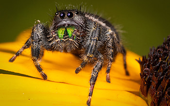 Jumping Spider, animal, spider, insect, jumping HD wallpaper