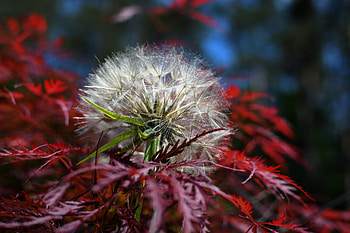 Flowers, Plant, Dandelion, Fluff, Fuzz, Japanese Maple HD wallpaper