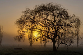 Sunset on a Weeping Willow, willow, nature, foggy, sunset HD wallpaper