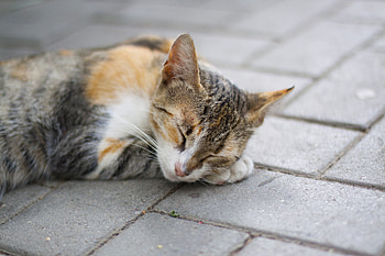 Animals, Cat, Lies, Spotty, Spotted, Redhead, Sleep, Dream, Paw, Sleeps, Asleep HD wallpaper