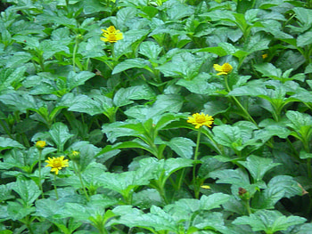 Tiny flowers, nature, flowers, tiny HD wallpaper