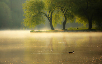 Nature, Dawn, Lake, Park, Duck, Pond HD wallpaper