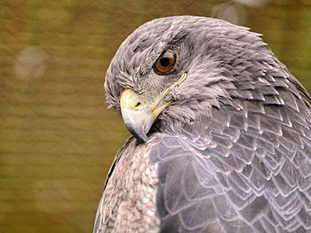 KING OF AIR EAGLE, eyes, cute, nice, sad, animals, 2011, face, cool, pet, happy, good HD wallpaper