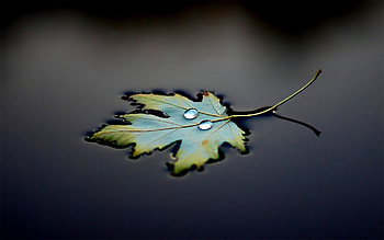 Background, Leaves, Drops HD wallpaper