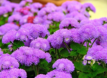 Flowers, Leaves, Fluffy, Ageratum, Agetunum HD wallpaper