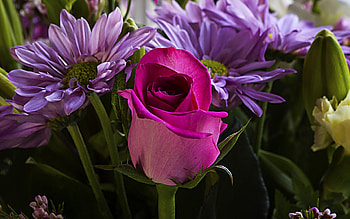 Pink Rose and Chrysanthemum, Flowers, Buds, Nature, Rose HD wallpaper