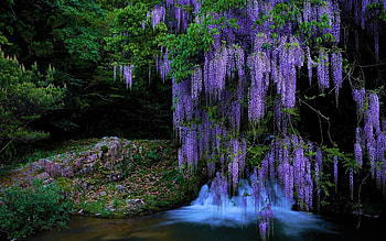 Chinese wisteria, pretty, lanscape, flower, violet, beautiful, nature, lovely, lake, great HD wallpaper