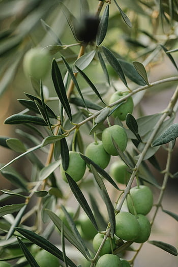 Lush green olives hanging from an olive tree branch with leaves. Perfect for nature and agriculture themes. HD phone wallpaper