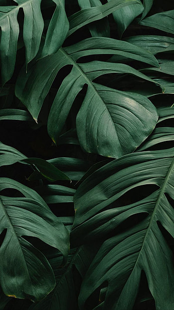 Aesthetic Dark Green Leaves, Aesthetic Leaf HD phone wallpaper